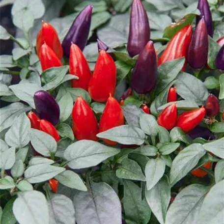 Capsicum annuum 'Acapulco Purple'