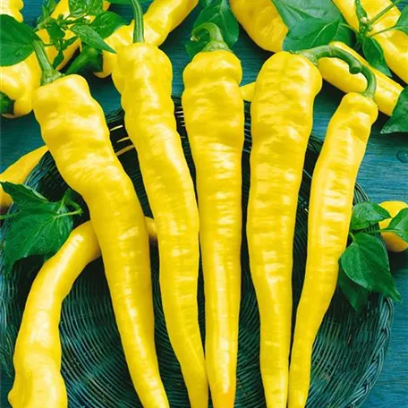 Capsicum frutescens 'Hot Yellow'