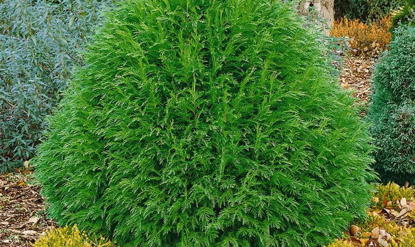 Gartenzypresse 'Albospica'