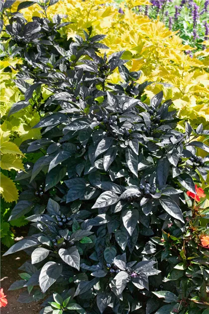 20+ Black Pearl Pepper Plant ConryCierrah