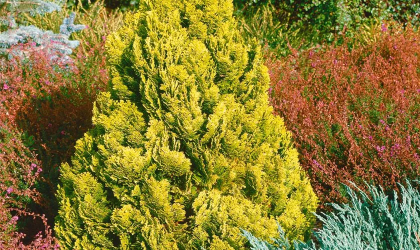 Gartenzypresse 'Aurea Densa'