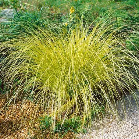 Carex brunnea 'Variegata'