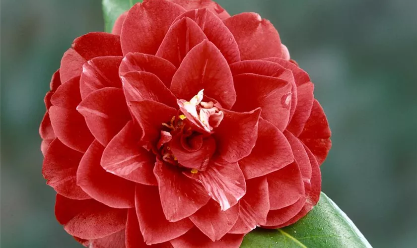 Camellia japonica 'Cherries Jubilee' Pflanze, Pflege & Tipps Floragard