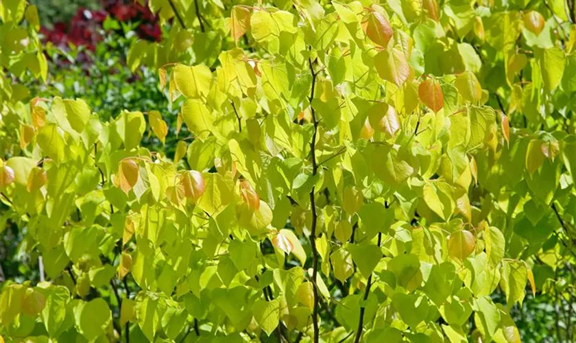 Cercis canadensis 'Rising Sun' Pflanze, Pflege & Tipps Floragard