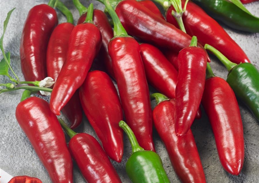 Chilli 'Hot Fajita' Floragard Pflanzeninfothek