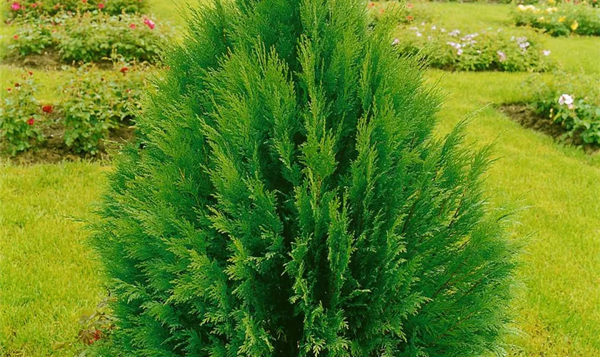 Gartenzypresse 'Erecta Viridis'
