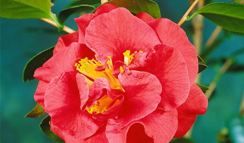 Camellia japonica 'Grand Prix' Pflanze, Pflege & Tipps ▷ Floragard