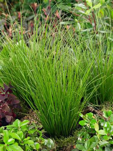 GartenSegge 'Phoenix Green' Floragard Pflanzeninfothek