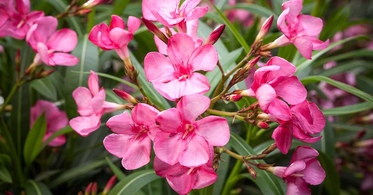 Mediterrane Pflanzen richtige Pflege Floragard Gartenwelt