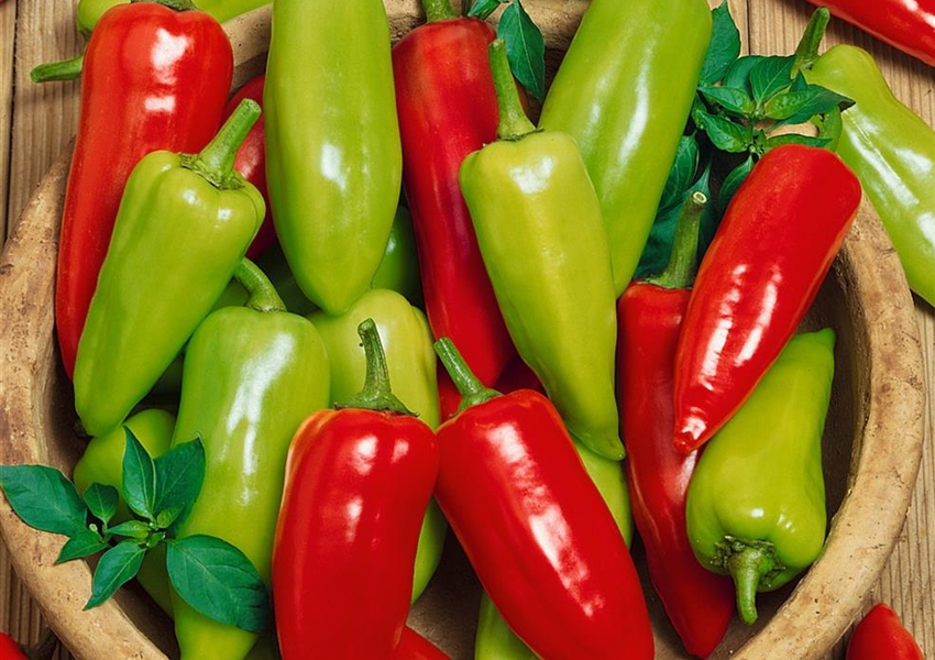 Chili &amp;#39;Pili Pili&amp;#39; - Floragard Pflanzeninfothek