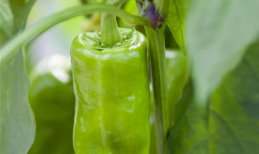 Capsicum annuum 'Red Bull`s Horn' Pflanze, Pflege & Tipps Floragard