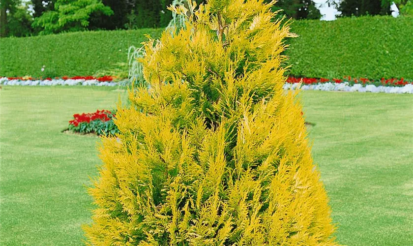 Gelbe Gartenzypresse 'Kelleriis Gold'