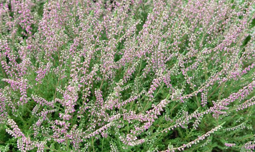 Calluna vulgaris 'Anna' Pflanze, Pflege & Tipps Floragard