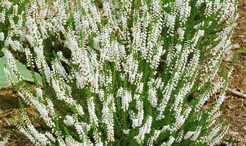 Calluna vulgaris 'Anneke' Pflanze, Pflege & Tipps Floragard