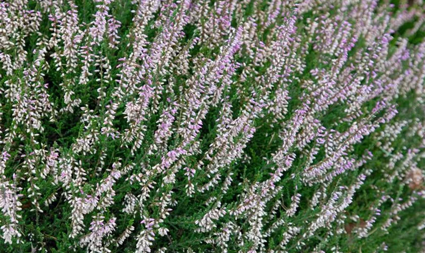 Calluna vulgaris 'Anneliese' Pflanze, Pflege & Tipps Floragard
