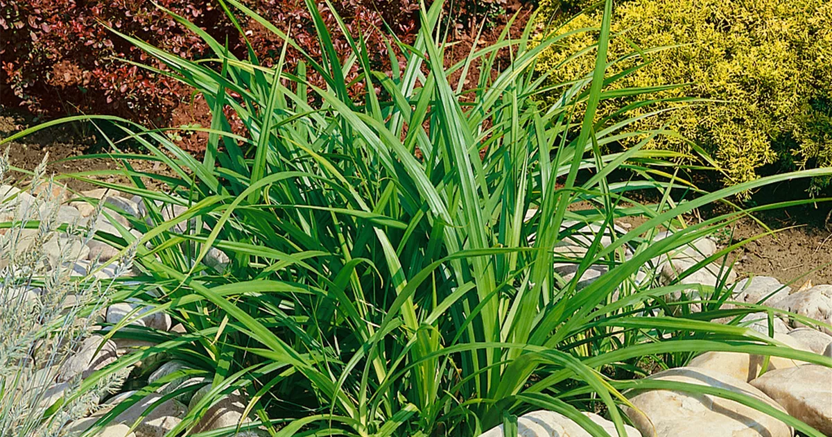 Carex 'Ribbon Falls'® Pflanze, Pflege & Tipps Floragard