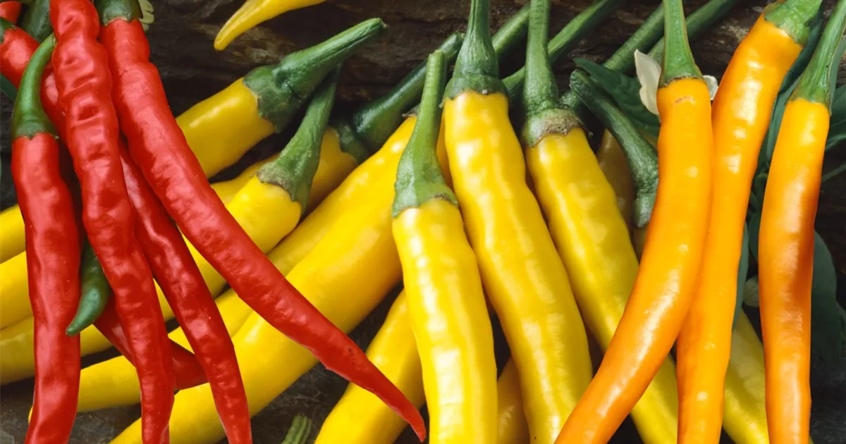 Capsicum annuum var. longum 'Heatwave' Pflanze, Pflege & Tipps Floragard