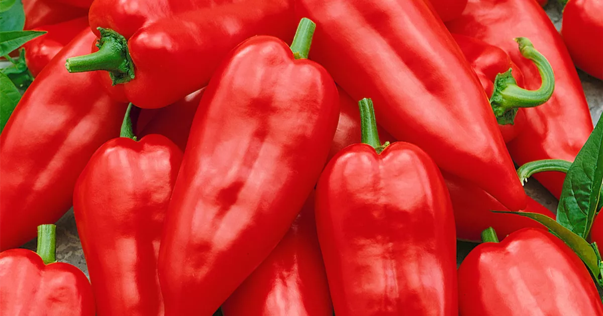 Capsicum annuum var. longum 'Wiener Halblanger' Pflanze, Pflege & Tipps