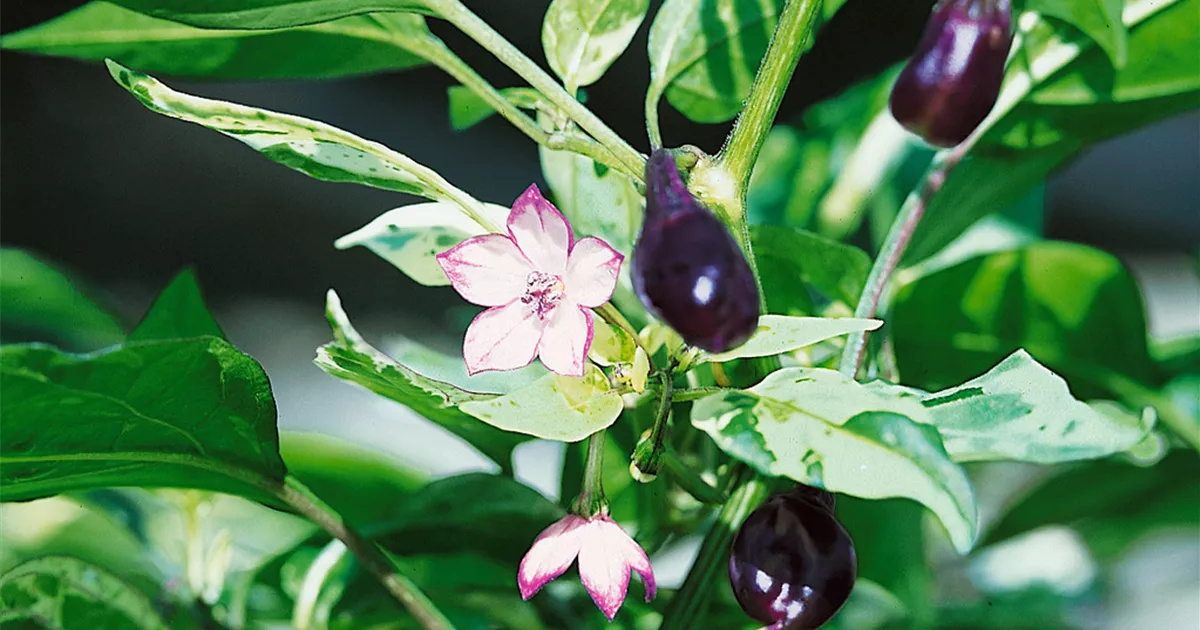 Capsicum annuum var. minimum 'Schwarze Perle' Pflanze, Pflege & Tipps