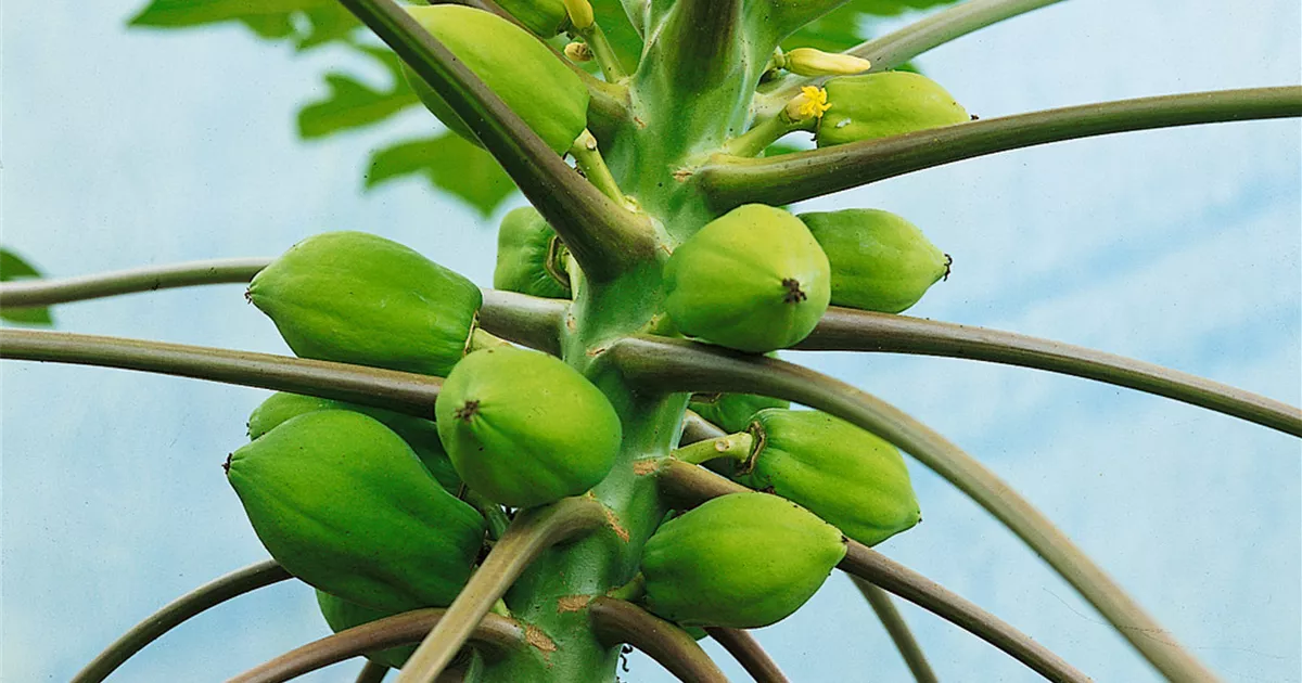 Carica papaya Pflanze, Pflege & Tipps Floragard