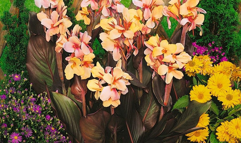 Indisches Blumenrohr 'Angel Martin' Floragard Pflanzeninfothek