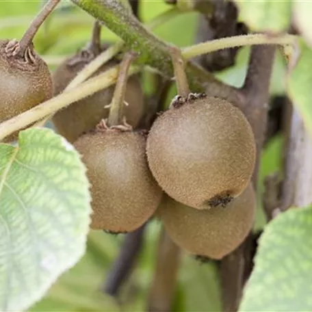 Kiwi 'Boskoop'