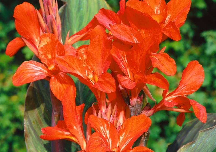 35+ Indische Canna Pflanze, Das indische blumenrohr ist mehrjährig.