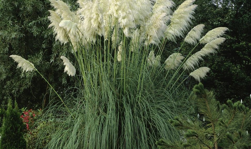 Hohes GartenPampasgras 'Citaro' Floragard Pflanzeninfothek