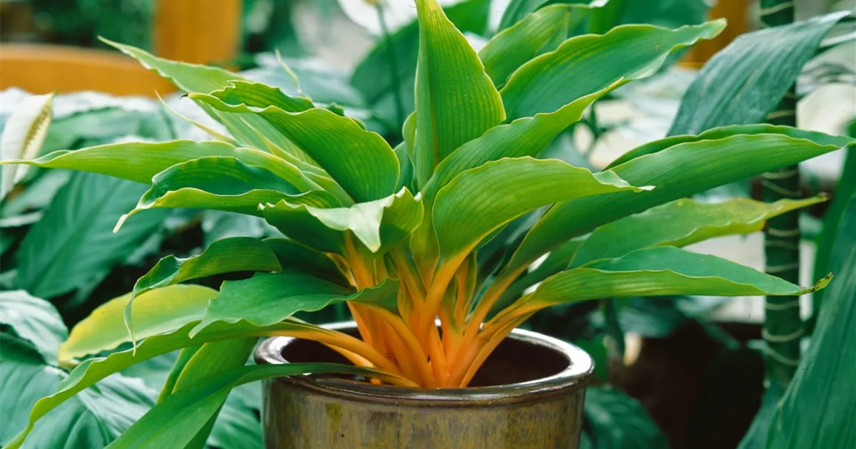 Chlorophytum green orange discount