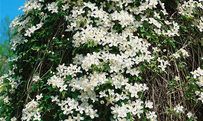 Berg-Waldrebe 'Grandiflora'