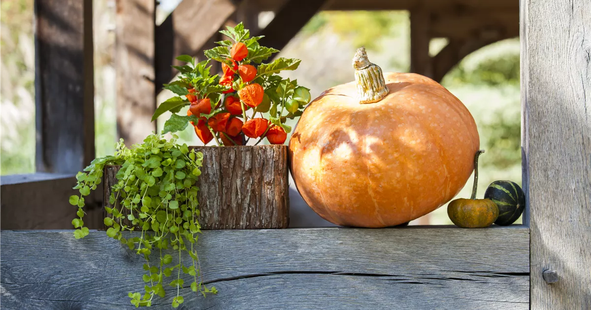 Der schöne Balkonkasten im Herbst Floragard