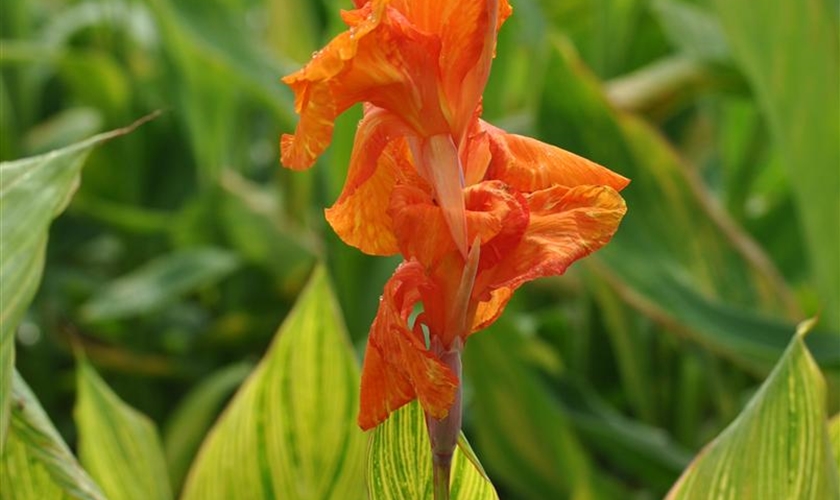 Indisches Blumenrohr 'Pretoria' Floragard Pflanzeninfothek