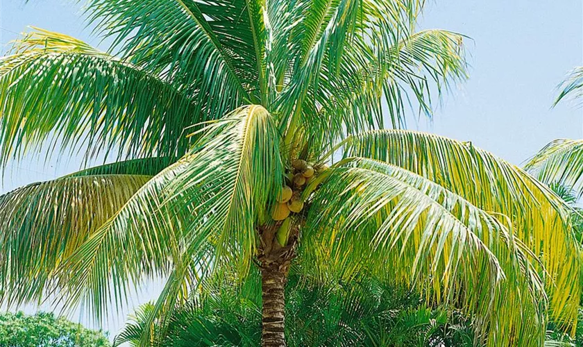 Cocos Nucifera Pflege