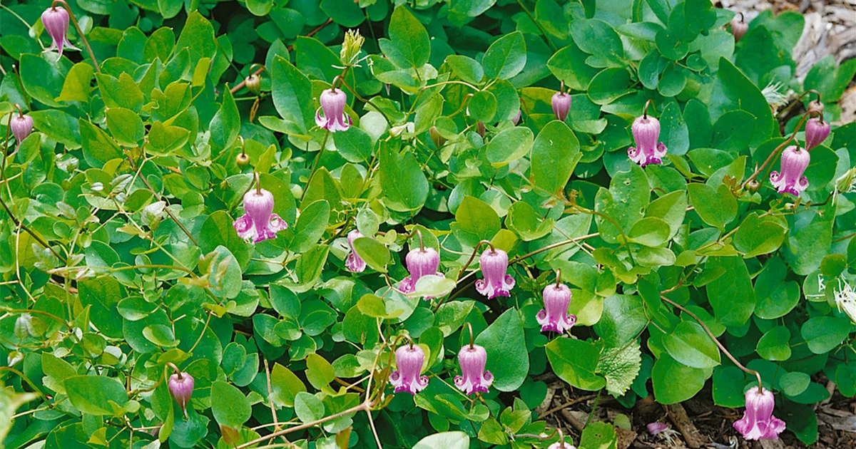 Clematis heracleifolia 'Pink Dwarf' Pflanze, Pflege & Tipps Floragard