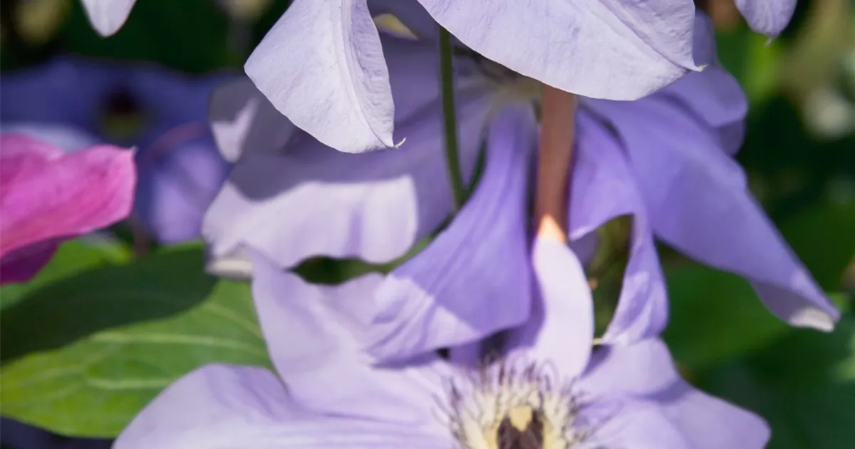 Clematis 'Hybrida Sieboldii' Pflanze, Pflege & Tipps Floragard