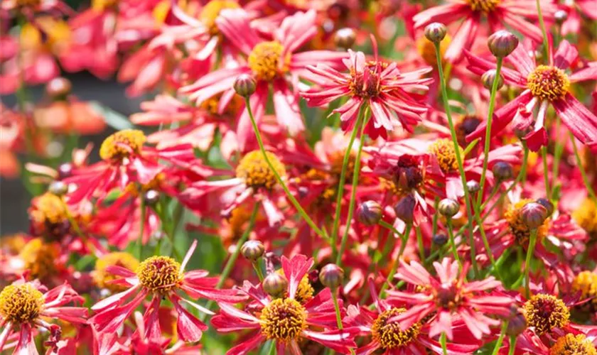 Coreopsis 'Pumpkin Pie' Pflanze, Pflege & Tipps Floragard