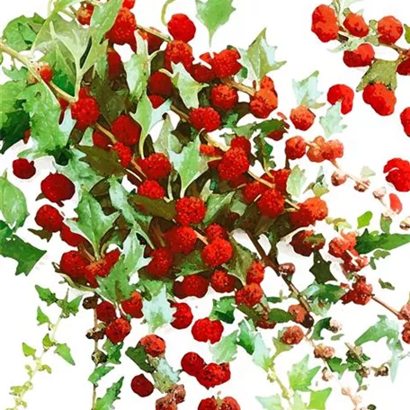 Chenopodium foliosum 'Rote Gans'
