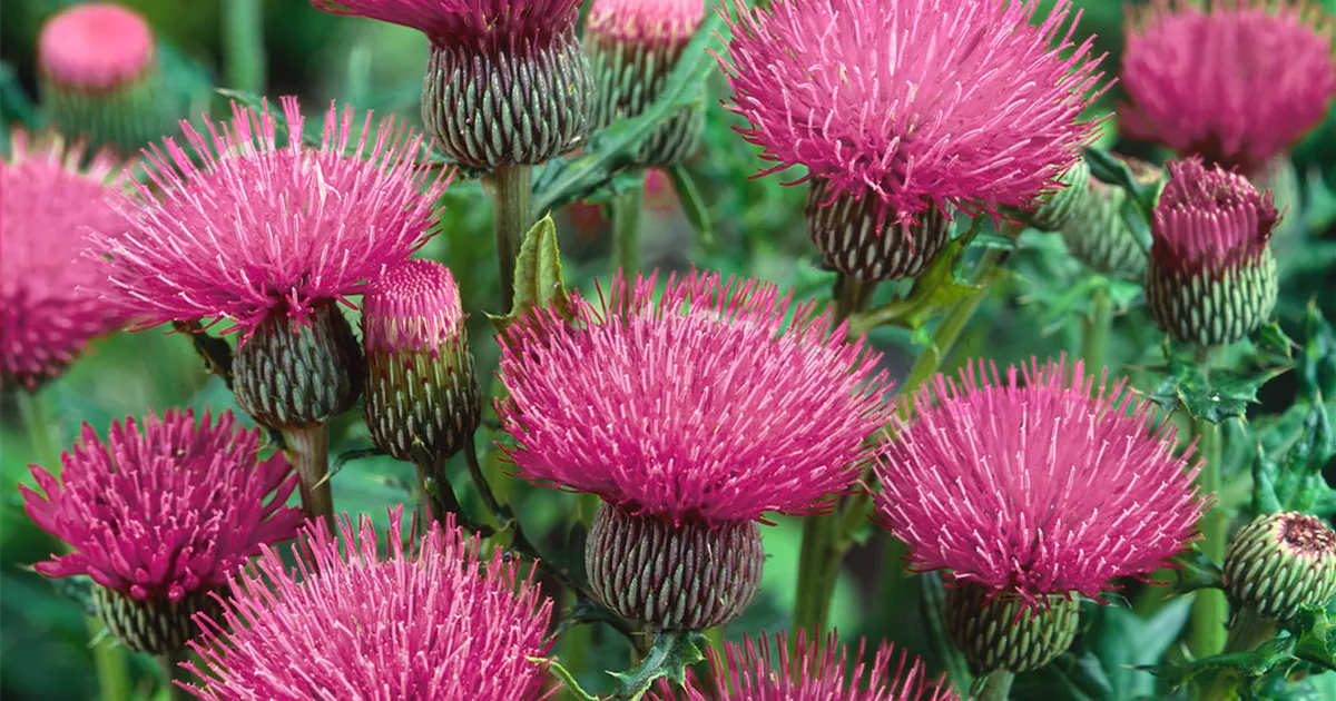 Cirsium japonicum 'Rose Beauty' Pflanze, Pflege & Tipps Floragard