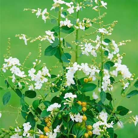 Duranta repens 'Variegata' - Floragard Pflanzeninfothek