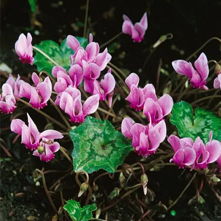 Cyclamen hederifolium 'Amaze Me Pink'