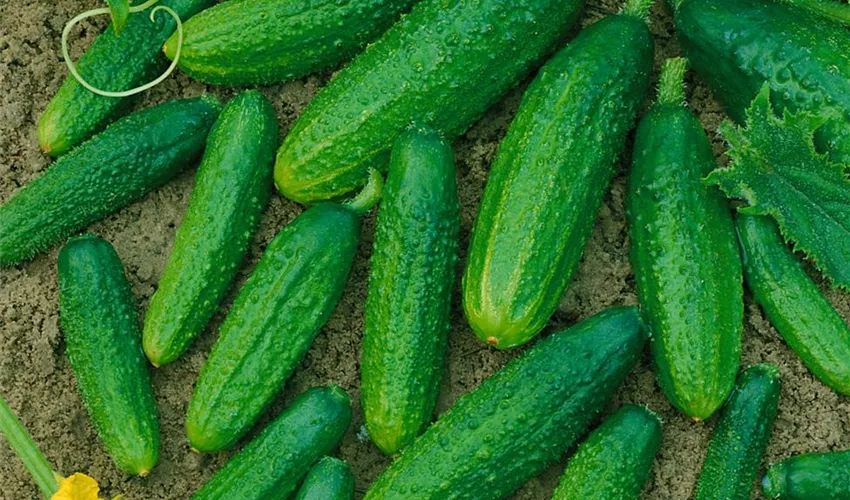 gurke delikatess floragard pflanzeninfothek