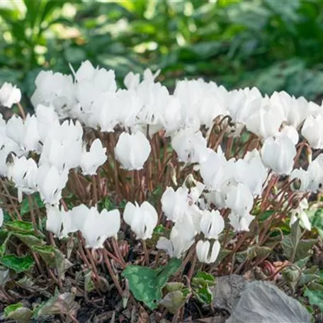 Cyclamen hederifolium 'Amaze Me White'