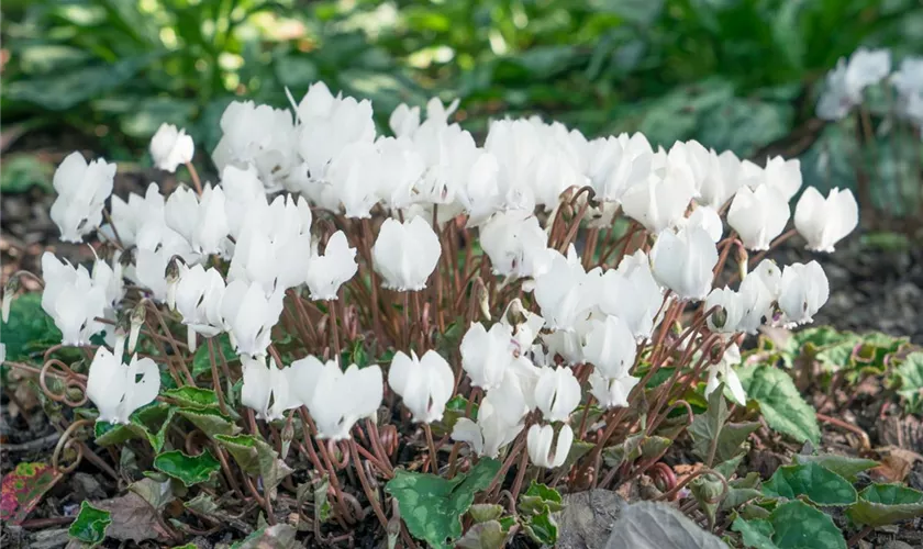Garten-Herbst-Alpenveilchen 'Amaze Me White'