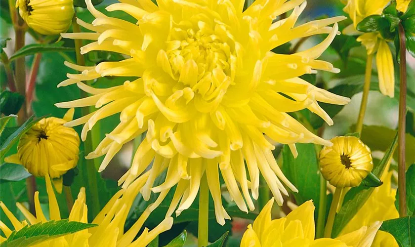 1 Knolle Kaktus Dahlien Yellow Star Knolle Blumenzwiebel