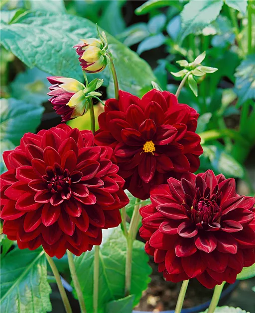 1 oder 3 Rhizome Dunkelrote großblütige Schmuck-Dahlie "Arabian Night"