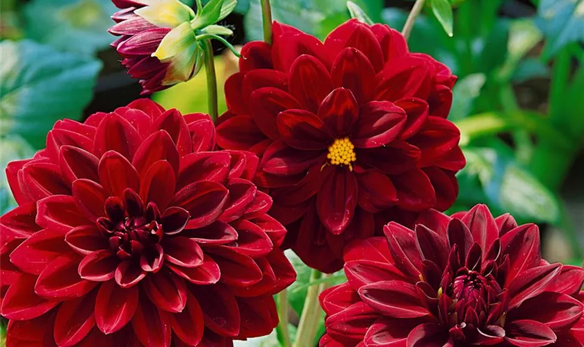 1 oder 3 Rhizome Dunkelrote großblütige Schmuck-Dahlie "Arabian Night"