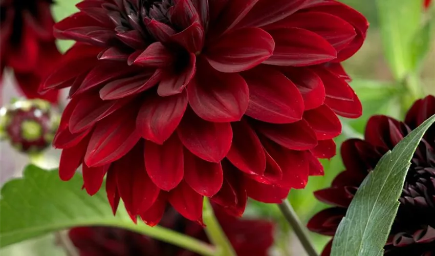 1 oder 3 Rhizome Dunkelrote großblütige Schmuck-Dahlie "Arabian Night"