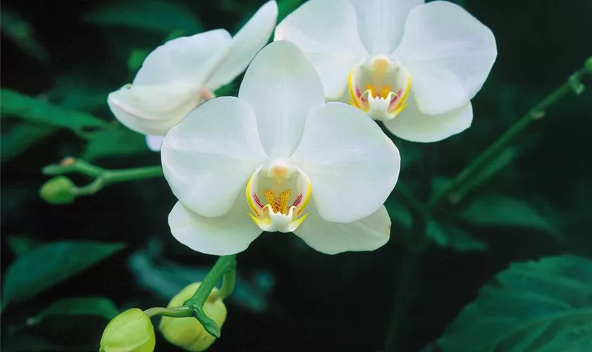 Mini-Orchidee 'Alba'