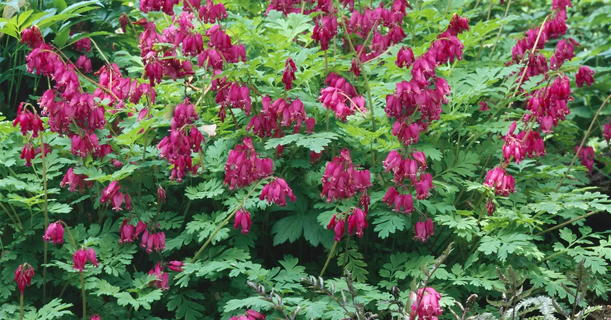 Dicentra formosa 'Adrian Bloom' Pflanze, Pflege & Tipps Floragard