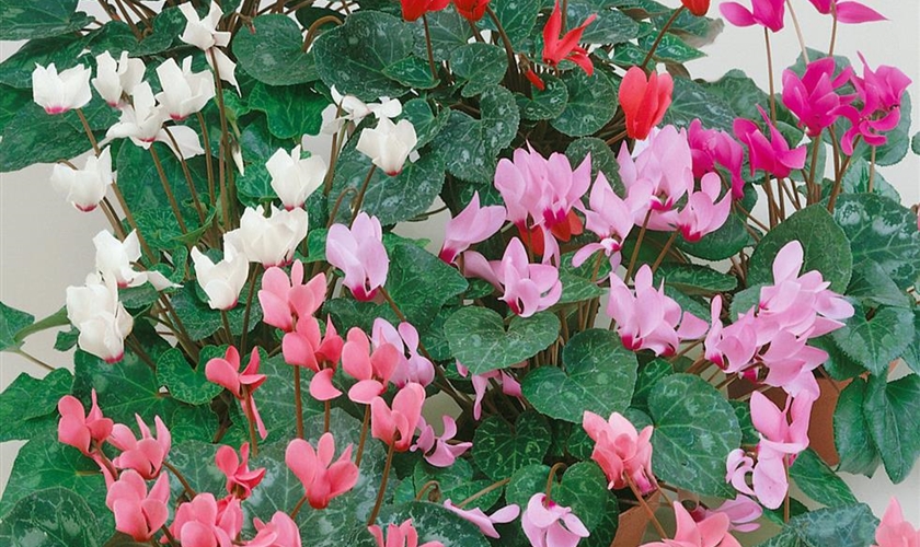 ZimmerAlpenveilchen Floragard Pflanzeninfothek